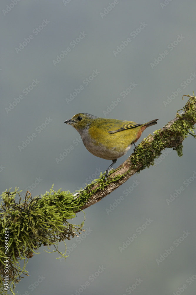 Obraz premium Chestnut-bellied euponia, Euphonia pectoralis
