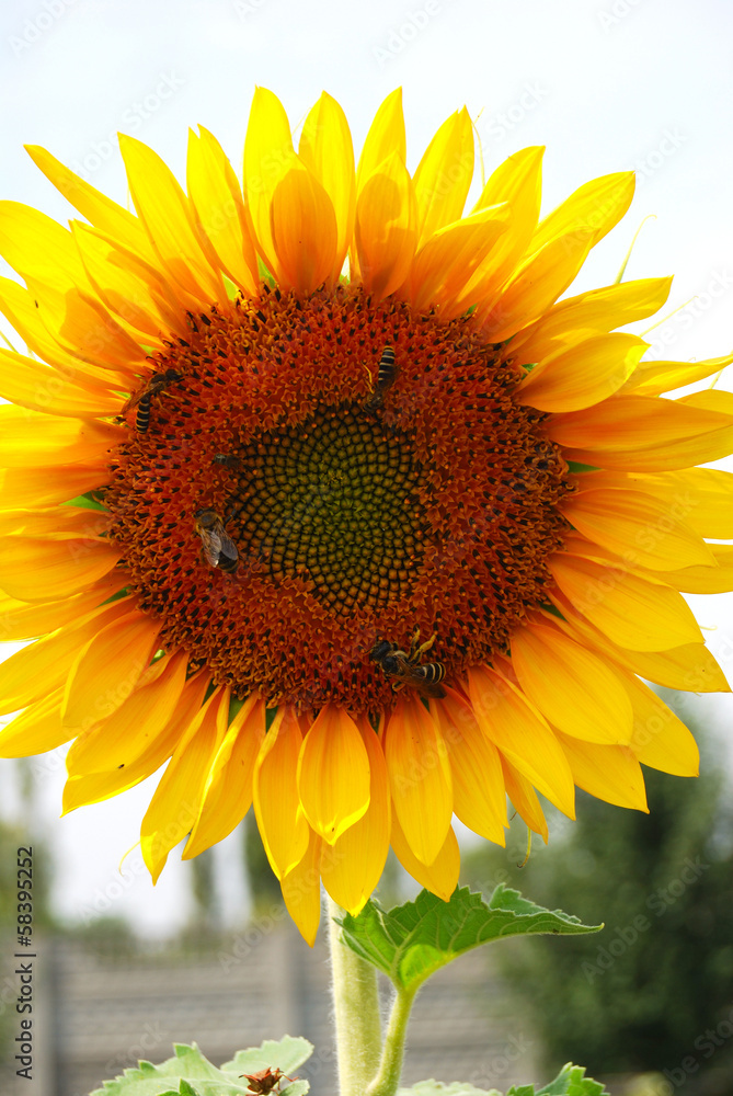 Obraz premium Sunflower