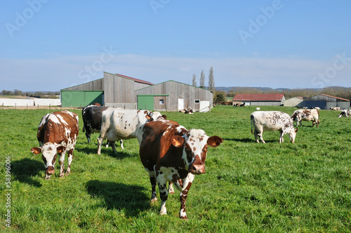 cows in a meadow in Normandie