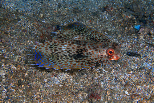 Flying gurnard (Dactyloptena orientalis) photo