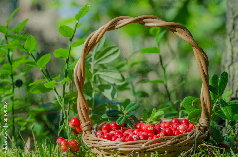 fruits of forest (cowberries) in basket fruits of forest (cowberries) in basket
