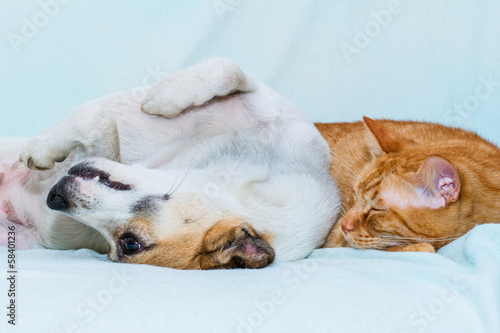 cat and dog sleeping on the sofa © catgrig