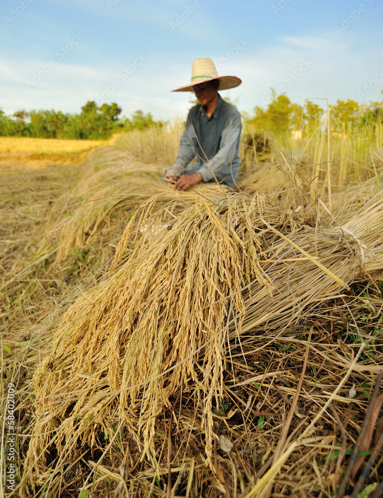 farmers harvesting rice in rice field in Thailand farmers harvesting rice in rice field in Thailand