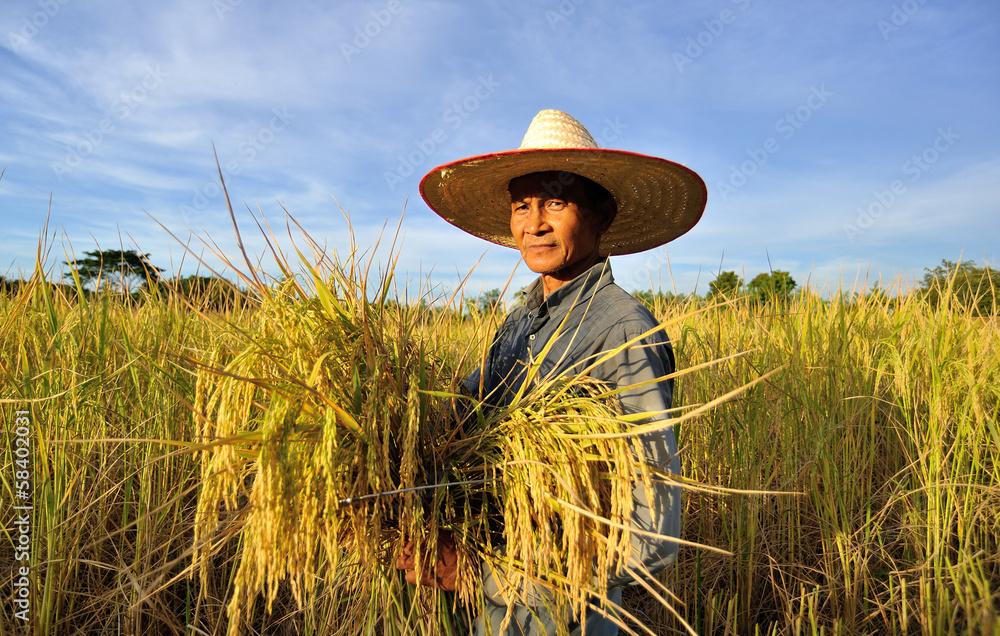 farmers harvesting rice in rice field in Thailand