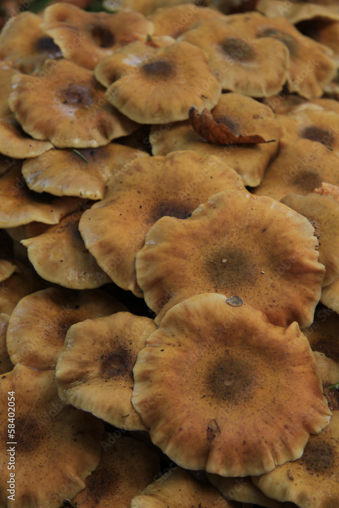 Fototapeta premium Mushrooms