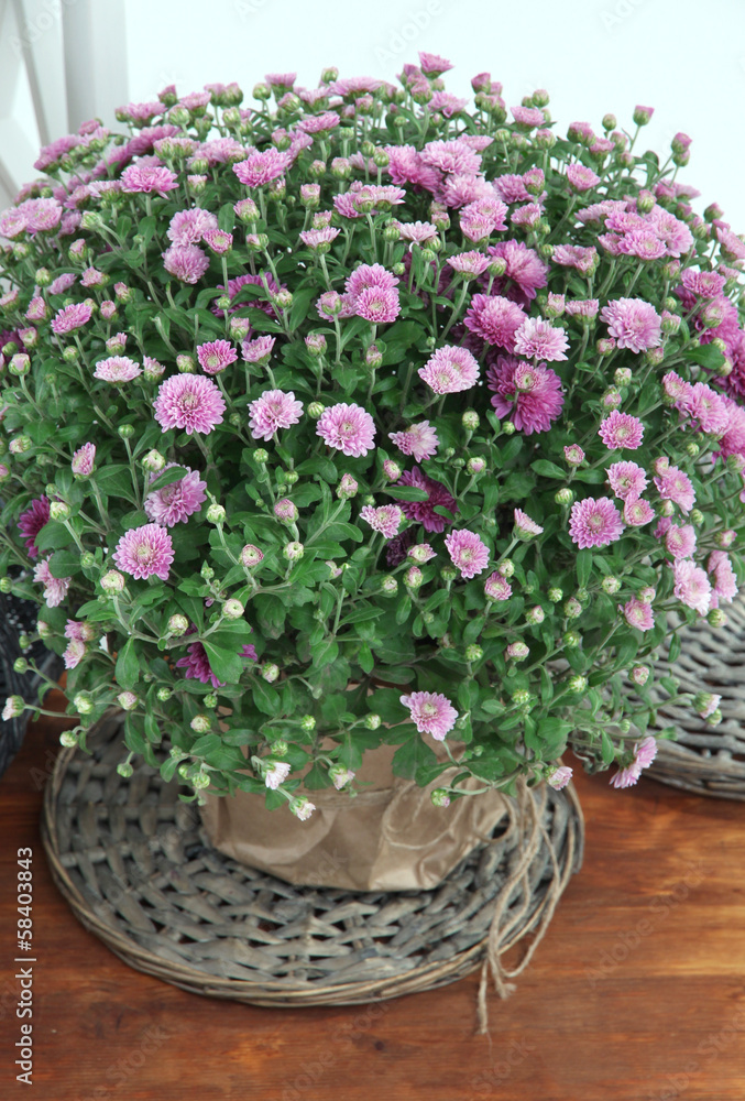 Chrysanthemum bush in pot on wooden table on white background Chrysanthemum bush in pot on wooden table on white background