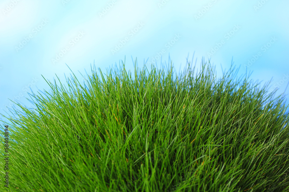 Fototapeta premium Beautiful green grass on blue background