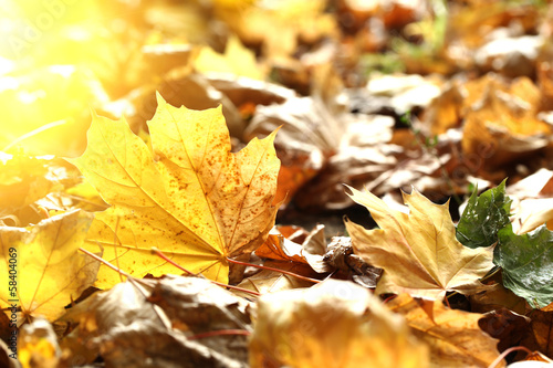 Maple leaves in park, close-up