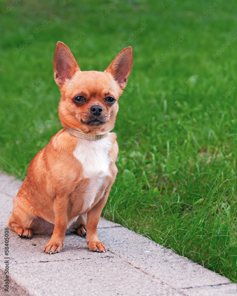 Chihuahua dog sitting on a background of green grass and looking