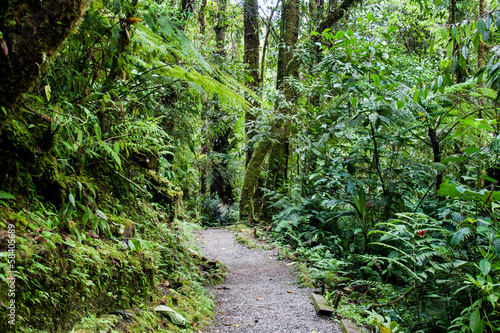 Trail in Tapanti National Park, Costa Rica