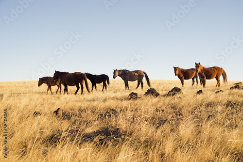 horses