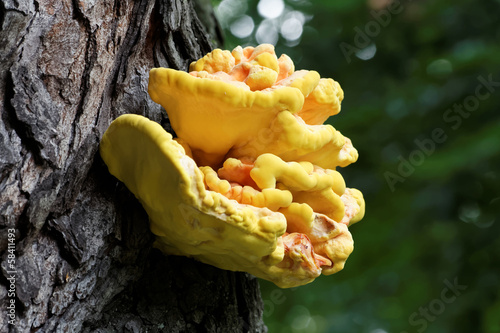 Bracket fungus on the tree photo