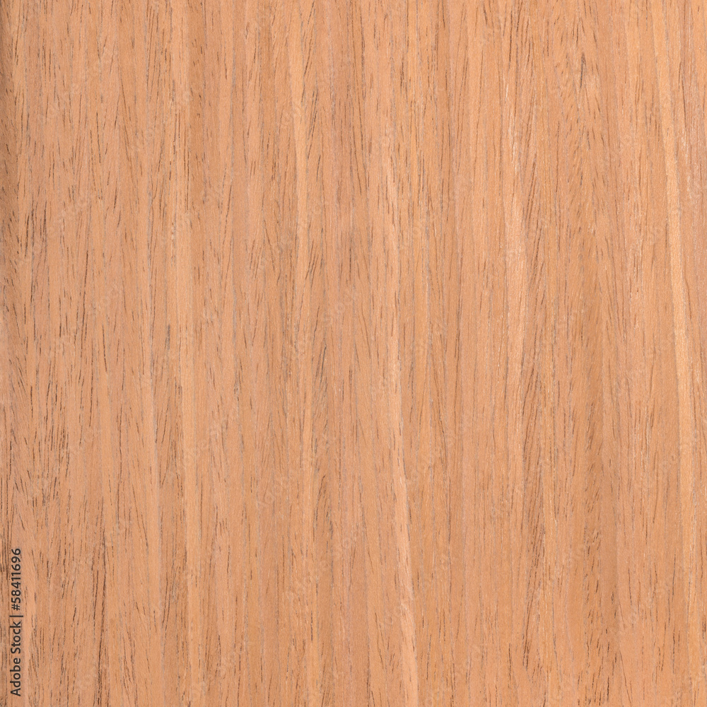 Fototapeta premium texture walnut, tree background