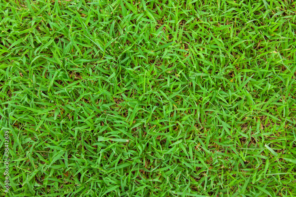real green grass background real green grass background