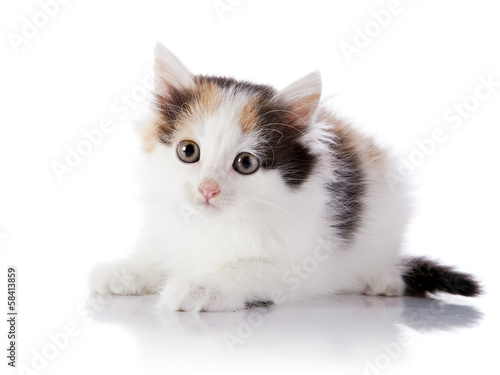 Small Multi-colored cat