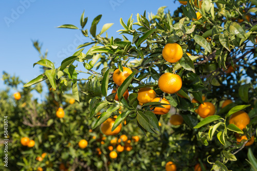Mandarinos in Valencia