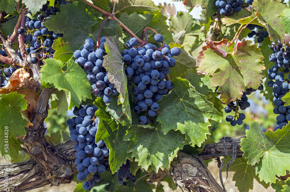Ripe clusters of dark blue grapes. 