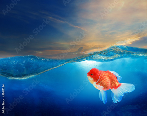 gold fish under blue water with beautiful dramatic sky photo