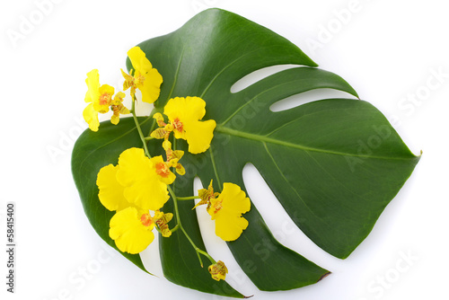 Fototapeta Naklejka Na Ścianę i Meble -  モンステラの葉と蘭の花