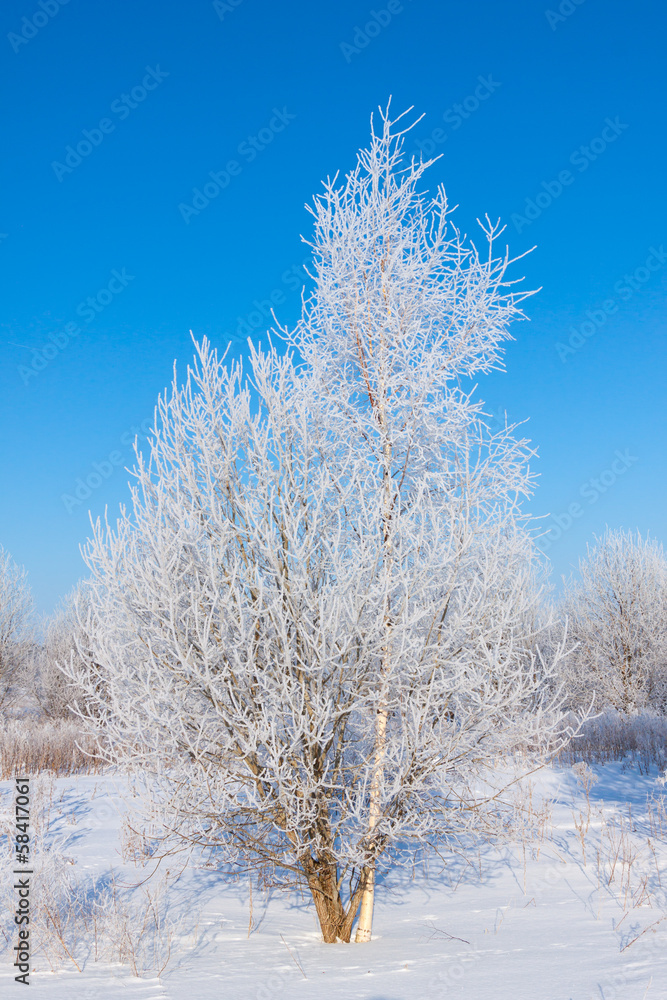 Winter tree in a field with blue sky Winter tree in a field with blue sky