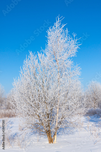 Winter tree in a field with blue sky