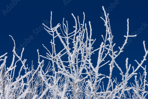 Closeup of branches of a snow winter tree