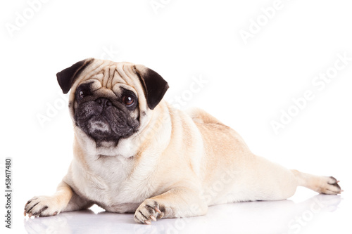 pug dog isolated on white background © nemez210769