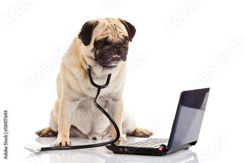 pug dog isolated on white background doctor