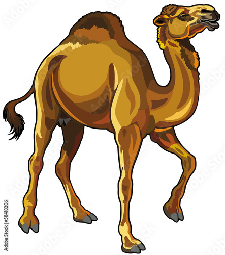 camel