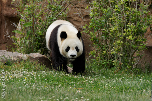 panda-3 © logan17