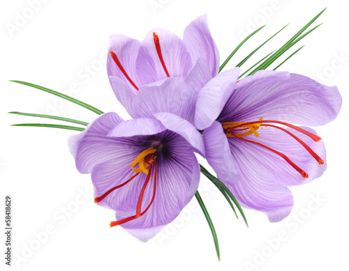 saffron crocus flowers isolated on white background photo