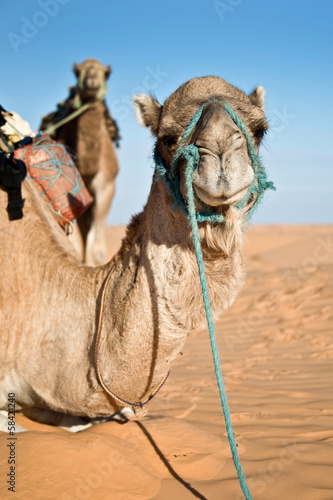 Dromadaire dans le d  sert du Sahara - Tunisie