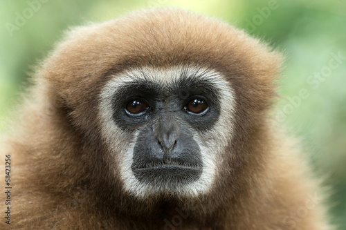 Leinwand Poster Gibbon