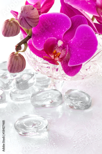 Pink orchid with dew and reflection