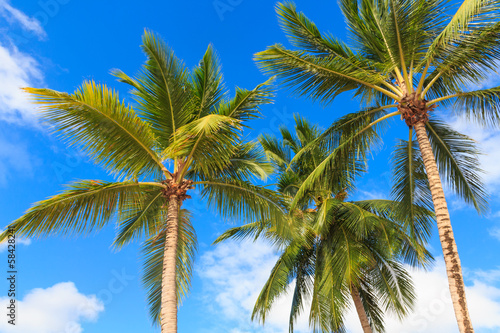 Palm trees against a blue sky © Zechal