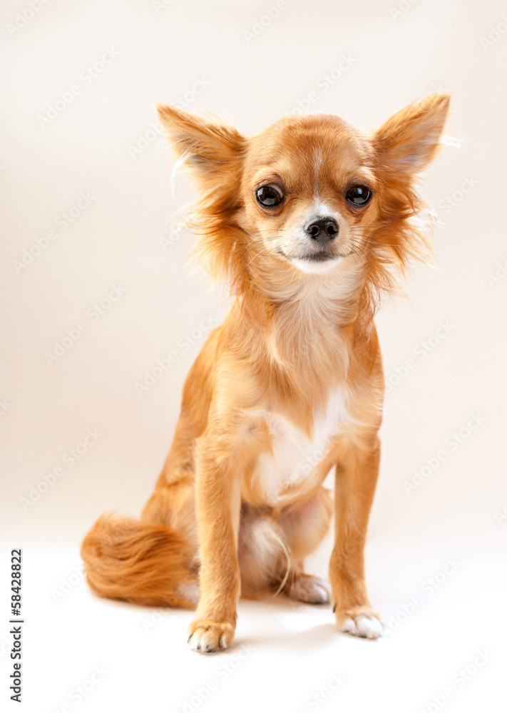 amusing chihuahua dog sitting on neutral background
