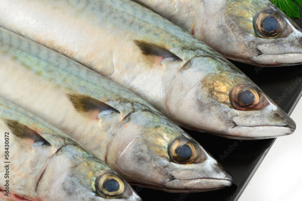 Pesce sgombro fresco pescato Pesce sgombro fresco pescato