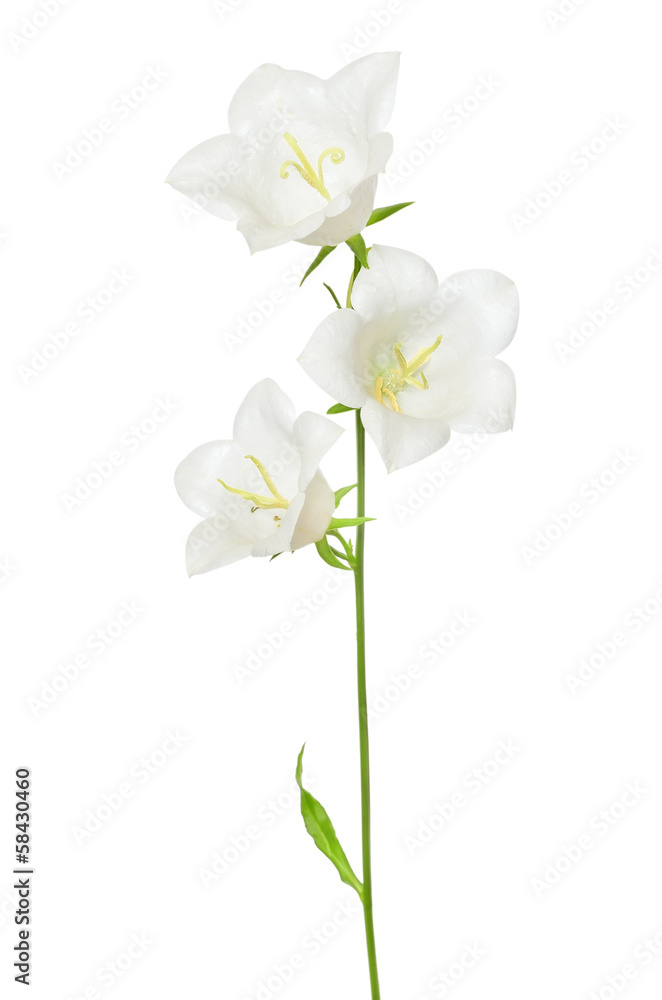 Obraz premium White campanula flower