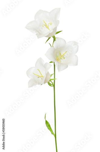 White campanula flower