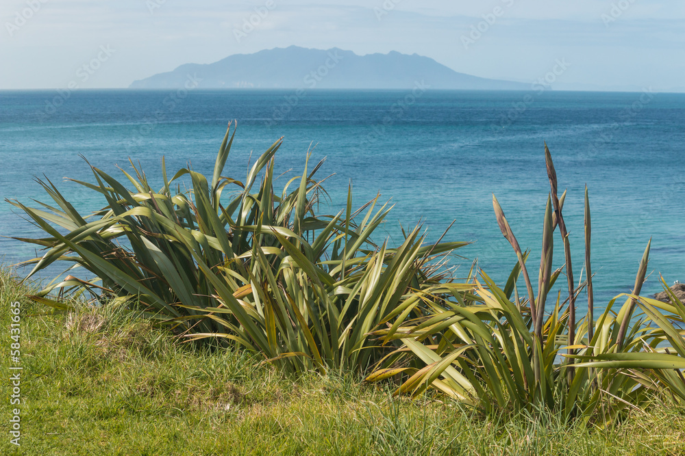 New Zealand flax with Little Barrier Island on horizon