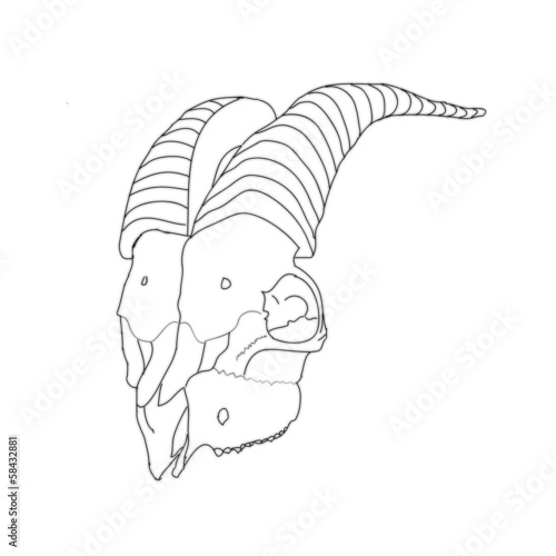 Череп