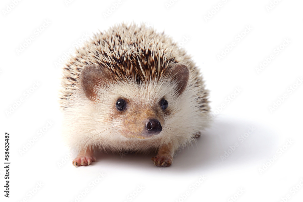 Little hedgehog. Little hedgehog.