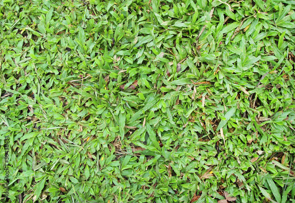 closed up grass texture background closed up grass texture background