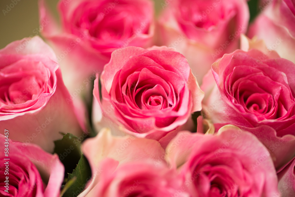 Nice roses in celebration concept Nice roses in celebration concept