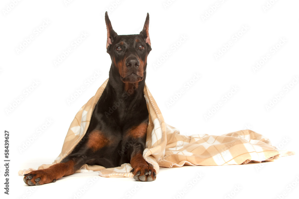 Fototapeta premium Very sick dog under a blanket, isolated on white