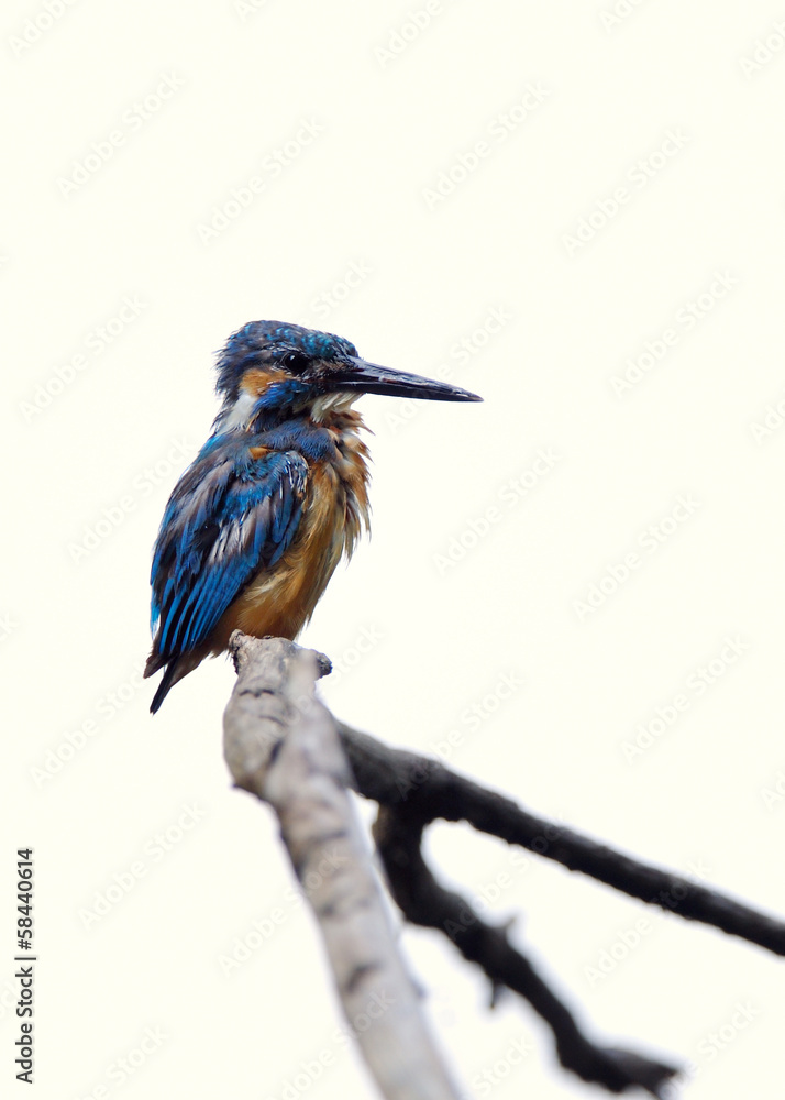 Fototapeta premium 止まり木のカワセミ