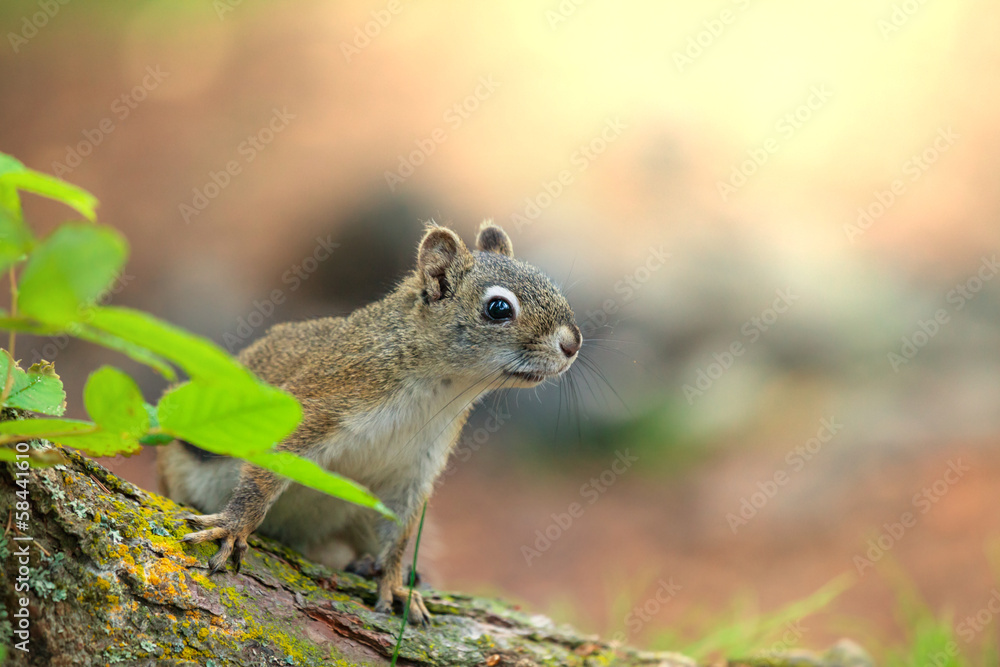 Squirrel Squirrel