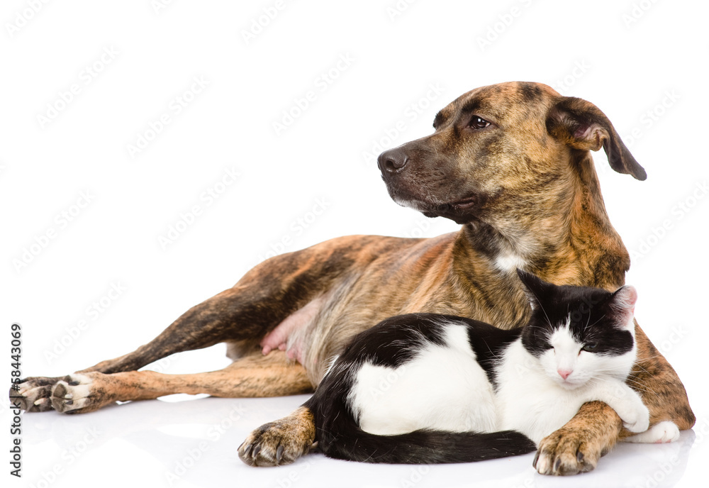 Large dog and cat lying together. isolated on white background Large dog and cat lying together. isolated on white background