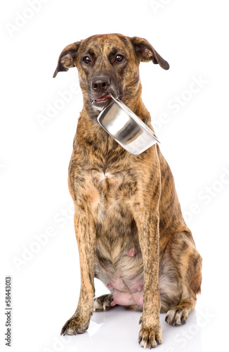 dog holding bowl in mouth. isolated on white background
