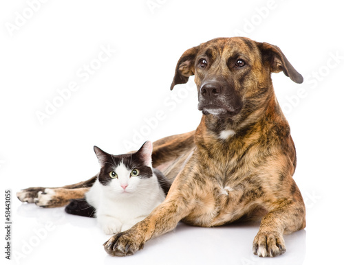 Vászonkép mixed breed dog and cat together. isolated on white background